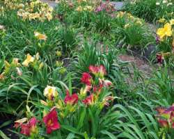 The daylily collection is also an attractive feature of the park. Here you can see locally hybridized daylilies. An important thing you must know that